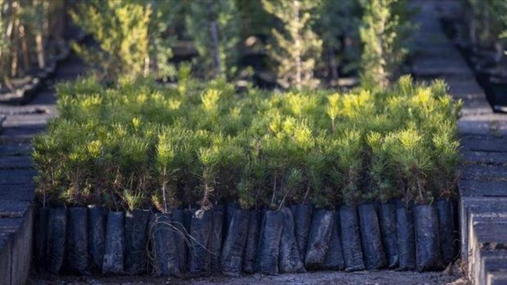 Türkiye Orman Varlığı Artışında Öncü Konumda