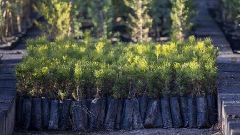 Türkiye Orman Varlığı Artışında Öncü Konumda